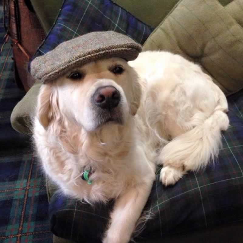 Dog with Hat